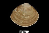 藏品(中華文蛤)的圖片